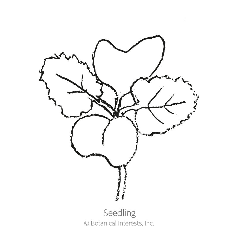 Line drawing of a young kale seedling with three rounded, veined leaves sprouting from a small root, labelled "Seedling" beneath the illustration.