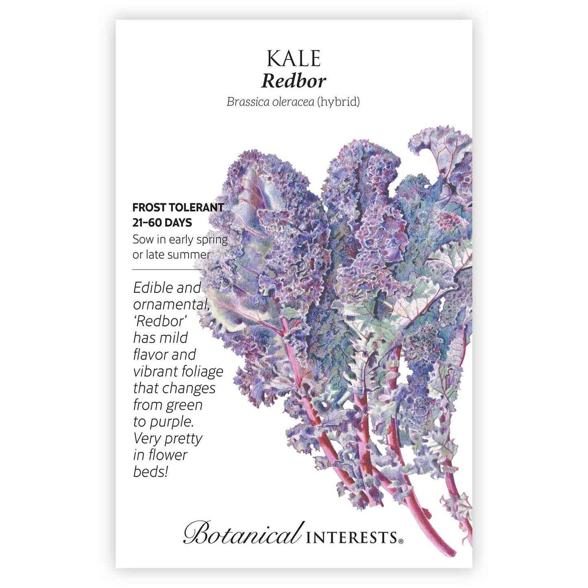 Seed packet for Redbor Kale featuring an illustration of ruffled, curly-edged leaves shading from green to deep purple on reddish-pink stems, with text noting it's frost tolerant, matures in 21-60 days, and is prized as an edible ornamental for flower beds.
