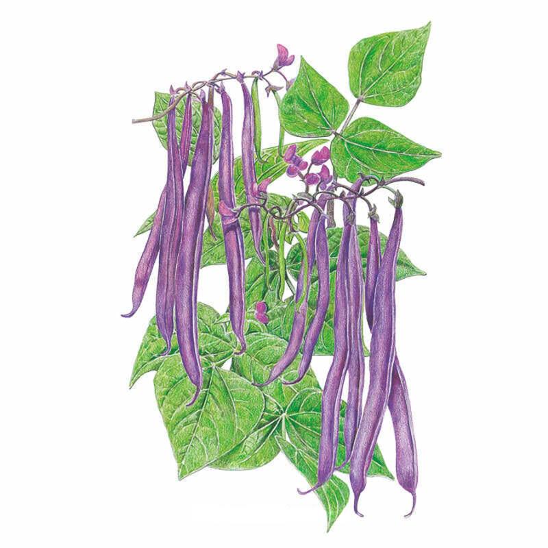Detailed botanical illustration of purple bush beans hanging from green leafy foliage on a white background, for Royal Burgundy Bush Bean Seeds.