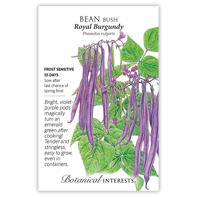 Seed packet for Bush Bean 'Royal Burgundy' featuring an illustration of a climbing vine with heart-shaped green leaves and long violet-purple pods, with printed text noting it is frost sensitive, matures in 55 days, and turns green when cooked.