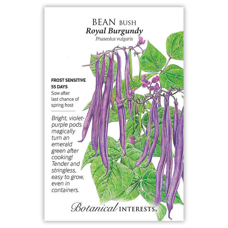 Front of an organic Botanical Interests seed packet for Royal Burgundy Bush Bean Seeds featuring botanical information and  illustration of bright violet-purple bean pods on green vines with purple flowers.