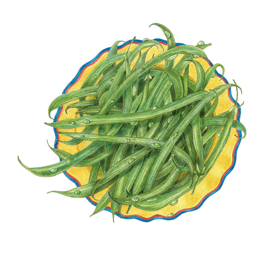 Illustration of slender French filet green beans, still bearing water droplets, piled high on a yellow plate with a scalloped blue and red rim.
