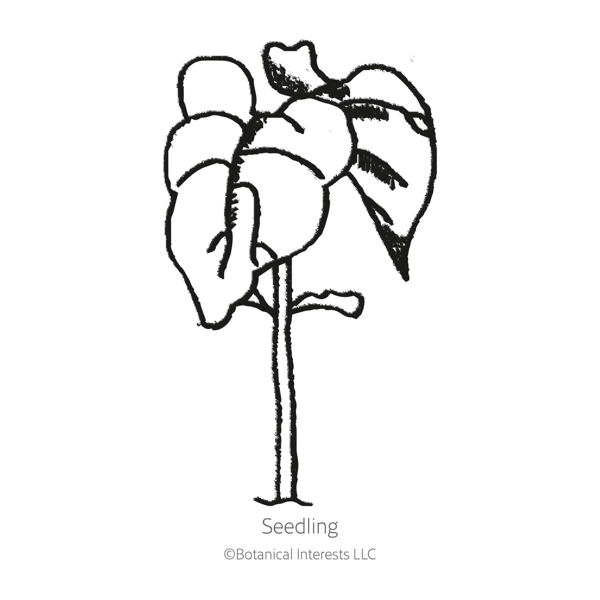 Line drawing of a young bush bean seedling, labeled "Seedling," showing a single thin stem topped with rounded cotyledon leaves and emerging true leaves against a plain white background.