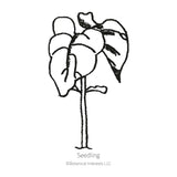 Line drawing of a young bush bean seedling, labeled 
