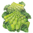 Illustrated Romanesco cauliflower head with its distinctive lime-green, spiralling conical florets, surrounded by ruffled, veined outer leaves, set against a plain white background.
