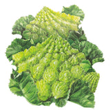Illustrated Romanesco cauliflower head with its distinctive lime-green, spiralling conical florets, surrounded by ruffled, veined outer leaves, set against a plain white background.