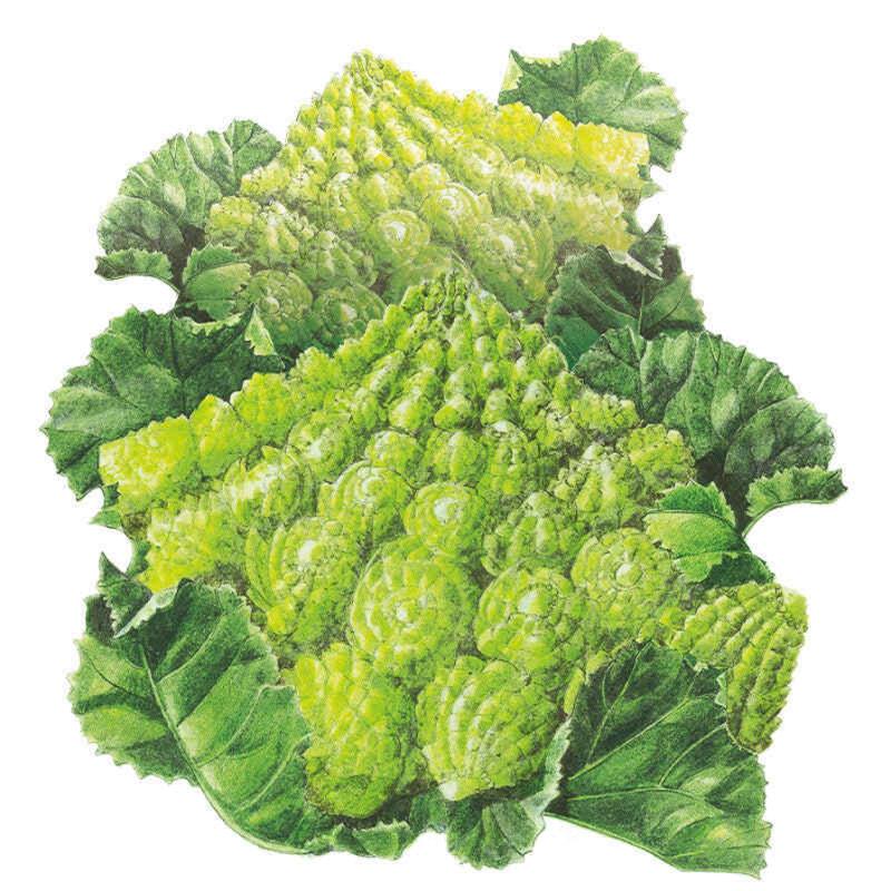 Illustrated Romanesco cauliflower head with its distinctive lime-green, spiralling conical florets, surrounded by ruffled, veined outer leaves, set against a plain white background.