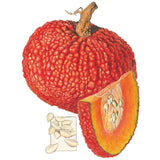 Botanical illustration of a Red Warty Thing pumpkin with bumpy red-orange skin and a curled woody stem, alongside a cut wedge revealing bright orange flesh and pale seeds, plus a small pile of cream-coloured seeds beside it.