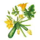 Botanical illustration of Emerald Delight summer squash showing several dark green courgettes still attached to the vine, with large trumpet-shaped yellow blossoms, unopened buds, and toothed green leaves.