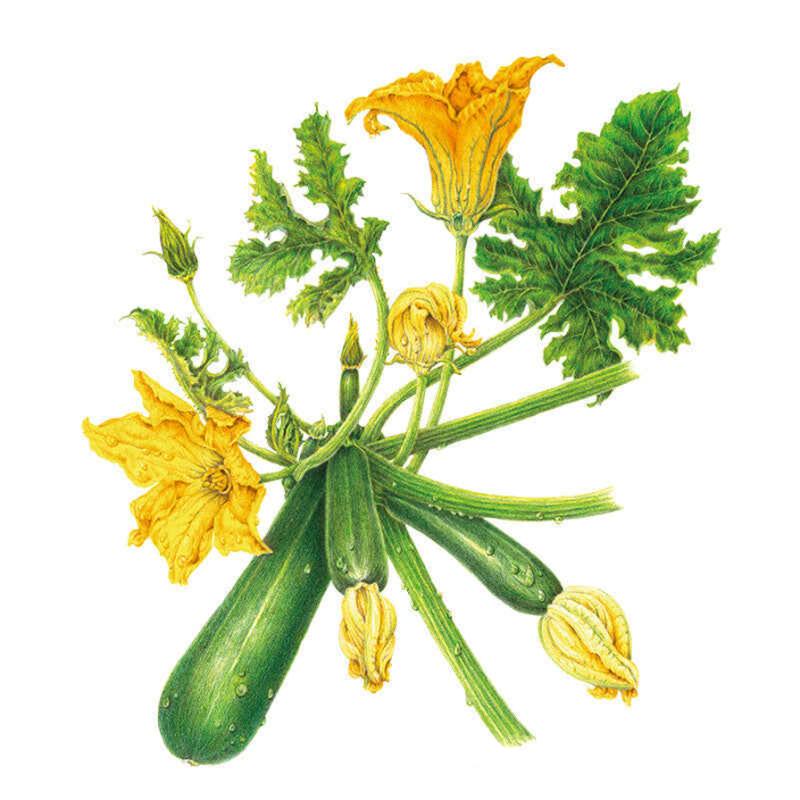 Botanical illustration of Emerald Delight summer squash showing several dark green courgettes still attached to the vine, with large trumpet-shaped yellow blossoms, unopened buds, and toothed green leaves.