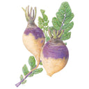 Botanical illustration of two American Purple Top rutabagas showing round, purple-and-cream roots with trimmed leaf stems and attached green, deeply lobed foliage against a white background.