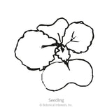 Black and white line illustration of a young rutabaga seedling, showing four rounded cotyledon leaves radiating from a central stem, labeled 