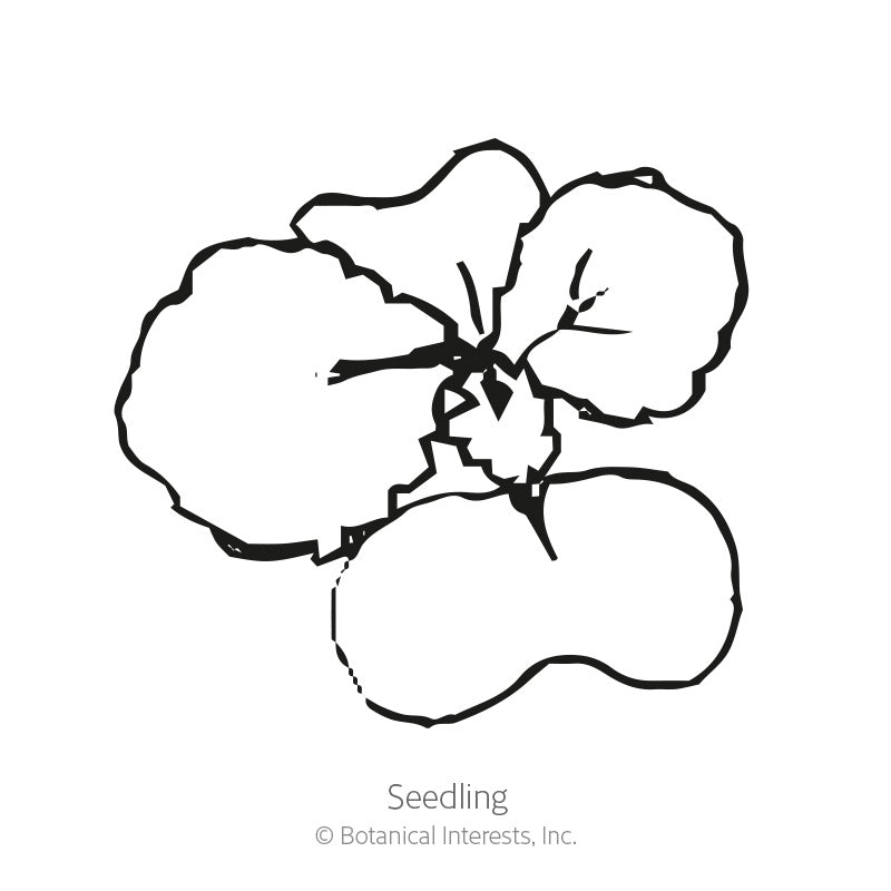 Black and white line illustration of a young rutabaga seedling, showing four rounded cotyledon leaves radiating from a central stem, labeled 