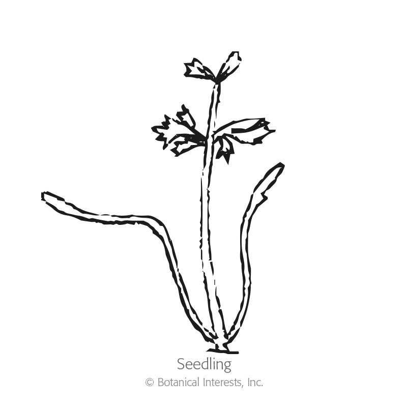Line drawing of a young carrot seedling labeled "Seedling," showing slender arching first leaves flanking a central stem topped with small serrated true leaves, with Botanical Interests copyright text below.