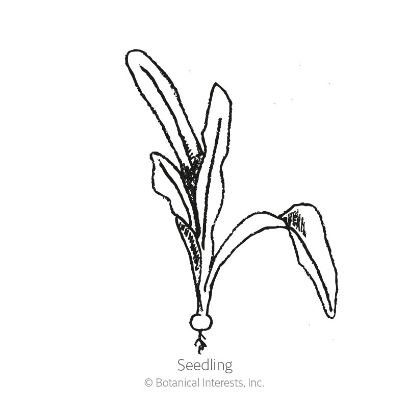 Line drawing of a beet seedling labeled "Seedling," showing a small round root with a few thin roots below and several long, narrow leaves fanning upward from the base.