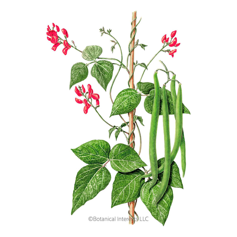 Botanical illustration of a scarlet runner bean vine climbing a stake, showing clusters of bright red flowers and heart-shaped green leaves alongside several long, slender green bean pods hanging in a bunch.