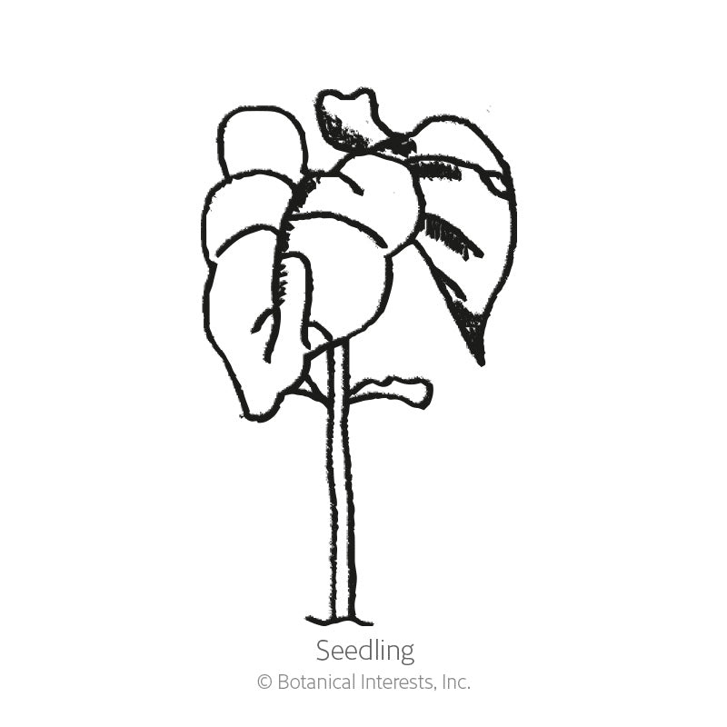 Line drawing of a Scarlet Emperor pole bean seedling, showing rounded seed leaves and one emerging true leaf atop a slender stem, labeled "Seedling".