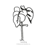 Line drawing of a Scarlet Emperor pole bean seedling, showing rounded seed leaves and one emerging true leaf atop a slender stem, labeled 