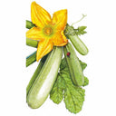 Botanical illustration of Dirani summer squash showing pale green ribbed courgettes still attached to a large yellow trumpet-shaped blossom, with a coiling tendril, a leaf, and a small ladybird perched on one fruit.