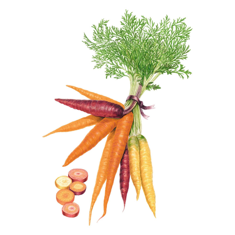 Botanical illustration of a bundled carrot harvest with orange, purple, yellow and red-striped roots and feathery green tops, alongside sliced cross-sections showing contrasting ring patterns inside each colour.