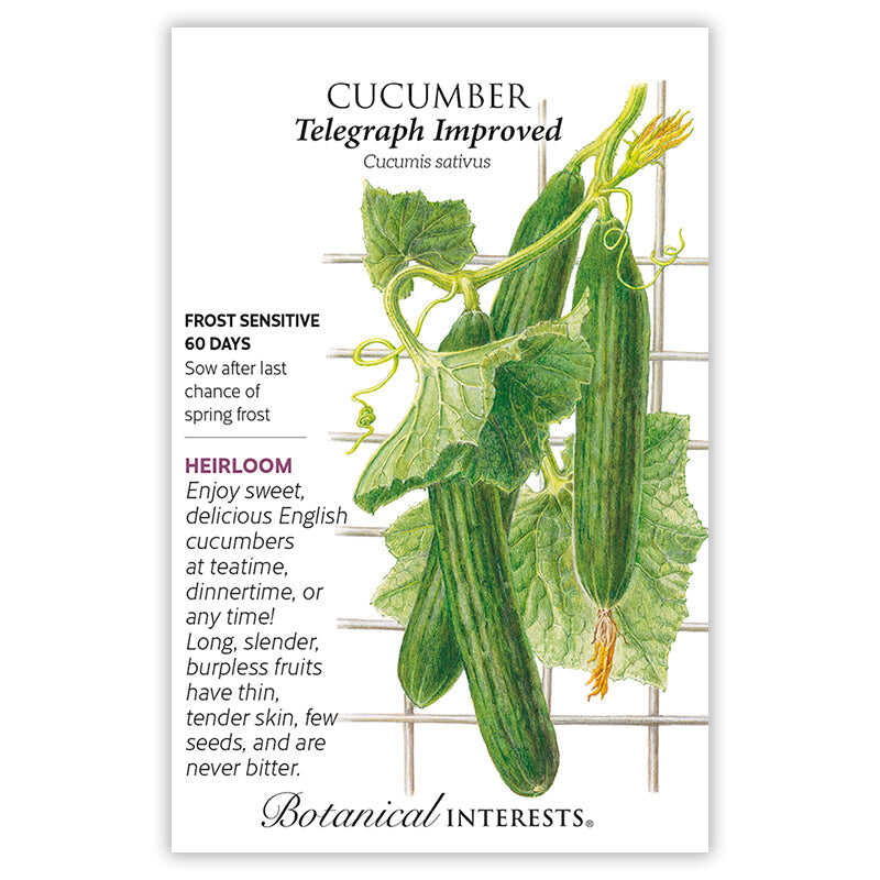 Seed packet for Telegraph Improved Cucumber featuring a botanical illustration of long, slender green cucumbers with trailing vines, tendrils, a yellow flower, and broad leaves on a trellis, with text noting it's an heirloom, frost sensitive, 60 days to maturity, and describing the fruit as sweet, burpless, thin-skinned, and never bitter.