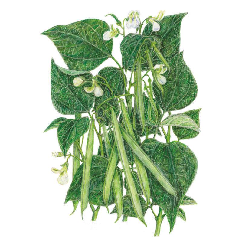 Illustration of a Jade bush bean plant with vibrant green leaves, delicate white blossoms, and long, slender green bean pods for Jade Bush Bean Seeds.