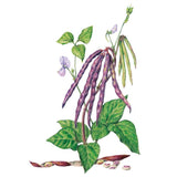 Botanical illustration of pinkeye purple hull cowpea beans, showing clusters of long purple-tinged pods hanging from a leafy stem with lavender flowers, alongside open pods revealing cream-coloured seeds with dark purple eyes.