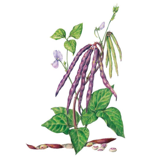 Botanical illustration of pinkeye purple hull cowpea beans, showing clusters of long purple-tinged pods hanging from a leafy stem with lavender flowers, alongside open pods revealing cream-coloured seeds with dark purple eyes.