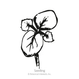 Black-and-white line drawing of a young okra seedling with four rounded, veined seed leaves branching from a short central stem, labeled 