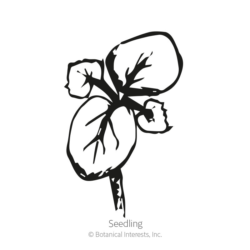 Black-and-white line drawing of a young okra seedling with four rounded, veined seed leaves branching from a short central stem, labeled 