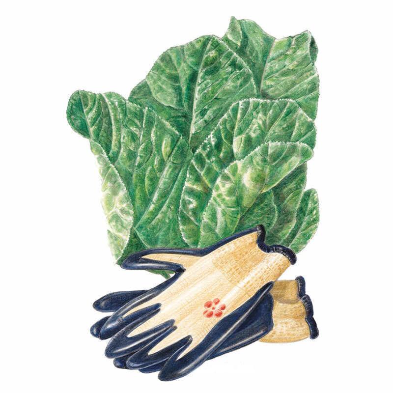 Illustration of a large, crinkled dark green Florida Broadleaf mustard leaf with pale veining, paired with a pair of canvas gardening gloves featuring navy rubberised fingers and palms.