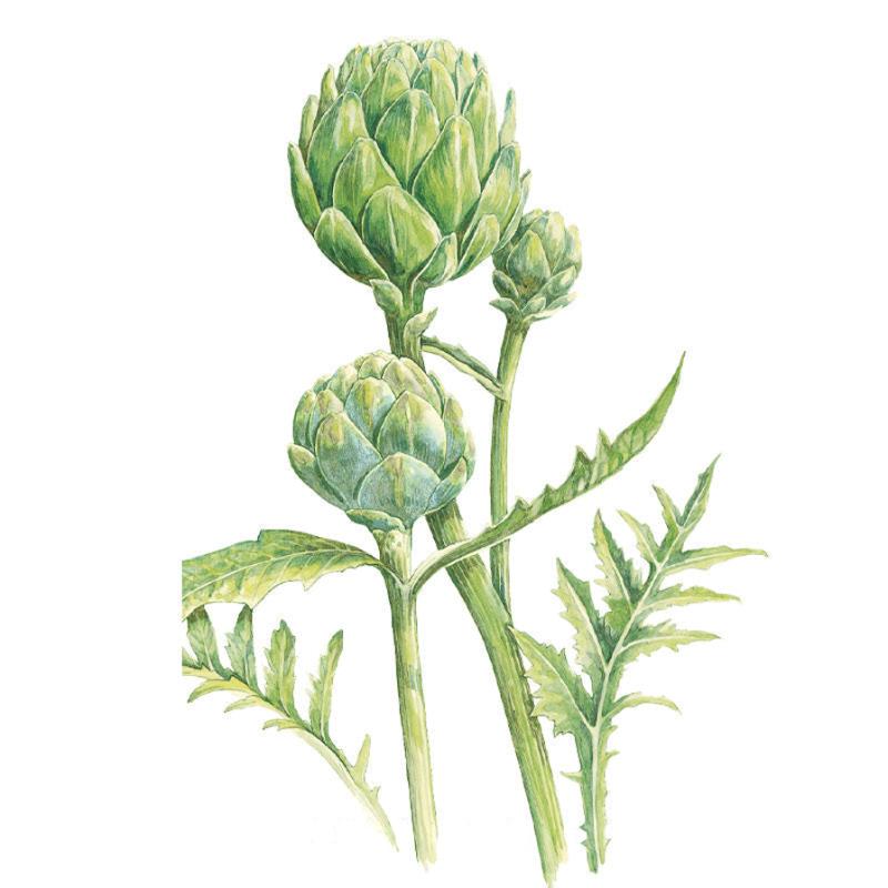 Botanical illustration of a Green Globe Improved artichoke plant showing three tightly layered green globes of varying sizes atop sturdy stems, with jagged, deeply lobed leaves below.