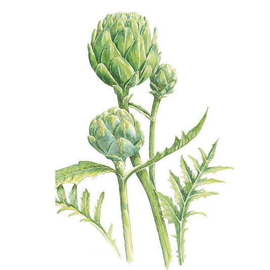 Botanical illustration of a Green Globe Improved artichoke plant showing three tightly layered green globes of varying sizes atop sturdy stems, with jagged, deeply lobed leaves below.