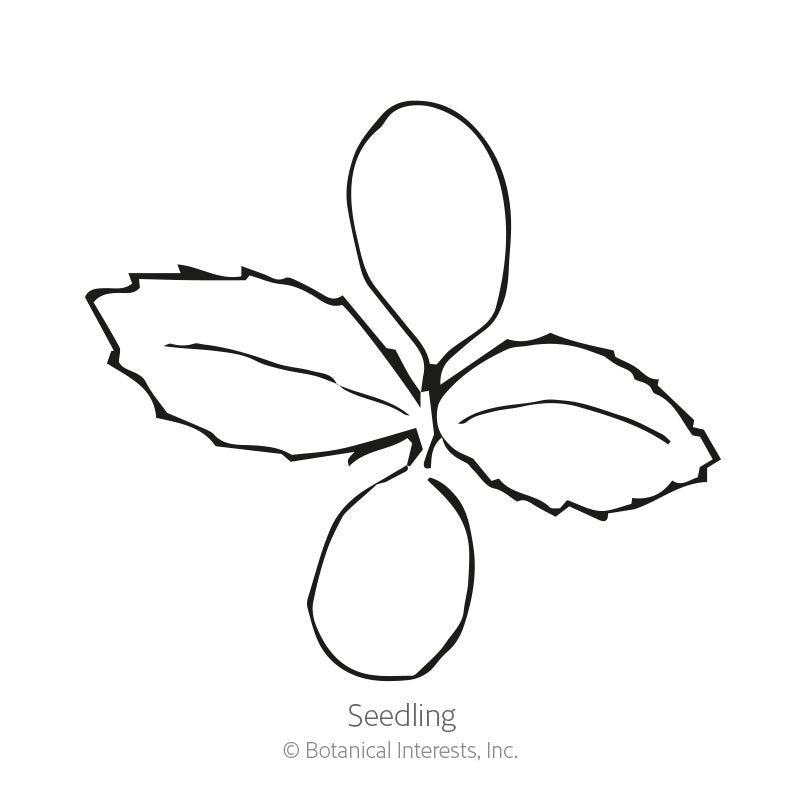 Line drawing of an artichoke seedling, showing two smooth oval cotyledon leaves top and bottom with a pair of toothed-edge true leaves growing between them, labelled "Seedling."