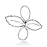 Line drawing of an artichoke seedling, showing two smooth oval cotyledon leaves top and bottom with a pair of toothed-edge true leaves growing between them, labelled 