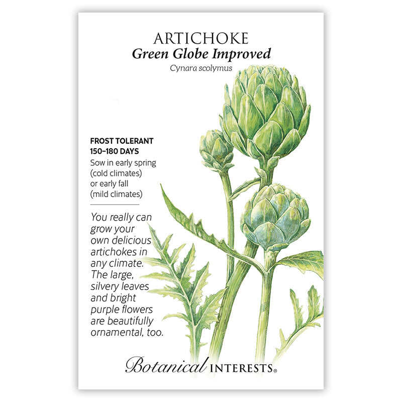 Seed packet for Artichoke Green Globe Improved with botanical illustration and information.