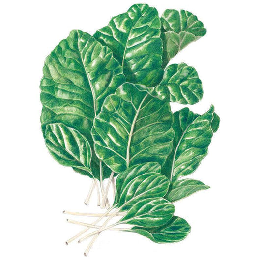 Botanical illustration of Tendergreen mustard spinach, showing a bunch of glossy, deeply veined dark green leaves with crinkled edges and pale white stems, set against a plain white background.