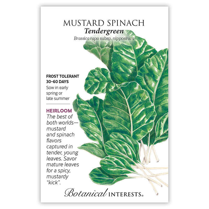Seed packet for Tendergreen Mustard Spinach featuring a detailed illustration of glossy, deeply veined dark green leaves with pale stems, alongside text noting it's frost tolerant, matures in 30–60 days, and describes its heirloom mustard-spinach flavor.