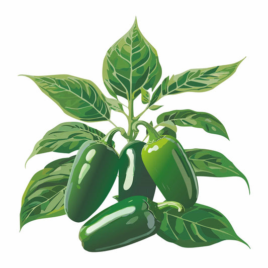 Detailed botanical illustration of a cluster of glossy green Soundwave Jalapeño Chile Peppers hanging from a leafy green stem on a plain white background.