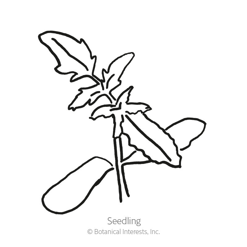 Black and white line drawing of a young tomato seedling, showing two smooth oval cotyledon leaves and a serrated true leaf on a slender stem, labeled 