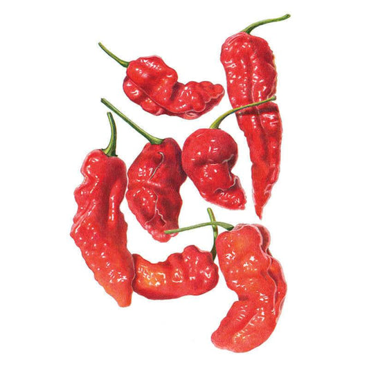 Botanical illustration of seven glossy red ghost pepper (Bhut Jolokia) pods with green stems, each showing the characteristically bumpy, wrinkled skin, arranged loosely against a plain white background.