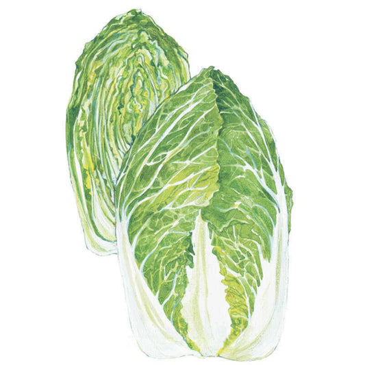 Illustration of two elongated Napa cabbage heads with pale, ribbed white stalks and crinkled green leaf tips, shown against a plain white background.