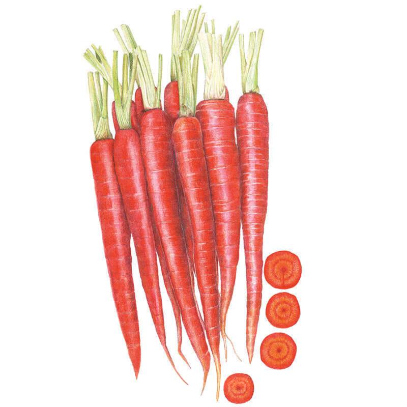 Botanical illustration of Atomic Red carrots showing a bundle of long, tapered deep-red roots with trimmed green stem tops, alongside four sliced cross-sections revealing solid red flesh with a slightly lighter core.