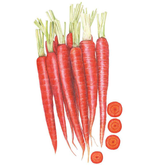 Botanical illustration of Atomic Red carrots showing a bundle of long, tapered deep-red roots with trimmed green stem tops, alongside four sliced cross-sections revealing solid red flesh with a slightly lighter core.