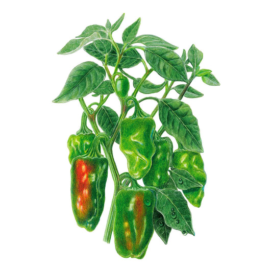 Botanical illustration of a Padron chile pepper plant with clusters of plump, wrinkled green pods, two showing streaks of red as they ripen, surrounded by dew-dotted leaves on a white background.