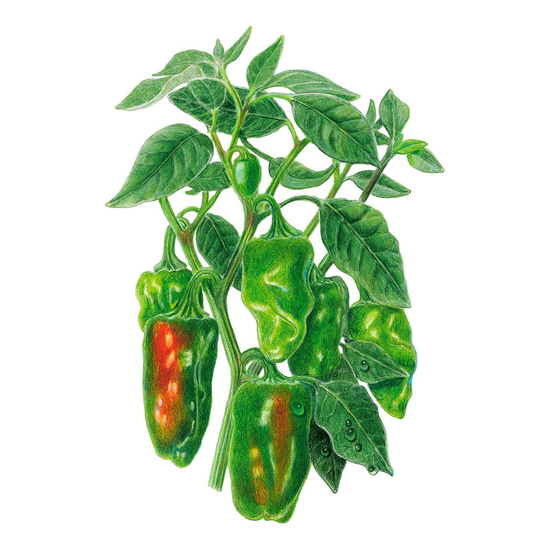 Botanical illustration of a Padron chile pepper plant with clusters of plump, wrinkled green pods, two showing streaks of red as they ripen, surrounded by dew-dotted leaves on a white background.