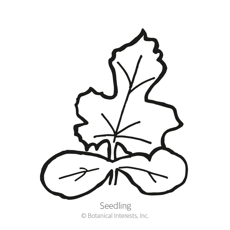 Line drawing of a watermelon seedling, showing two rounded oval cotyledon leaves at the base beneath a taller, deeply lobed true leaf, labeled 