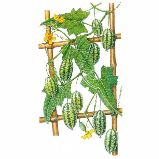Botanical illustration of a cucamelon vine trained on a bamboo trellis, showing lobed green leaves, curling tendrils, small yellow flowers and clusters of grape-sized, striped melon-like fruit resembling tiny watermelons.