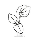 Line drawing of a young cucamelon seedling with two heart-shaped smooth cotyledon leaves and one larger toothed-edged true leaf, labeled 