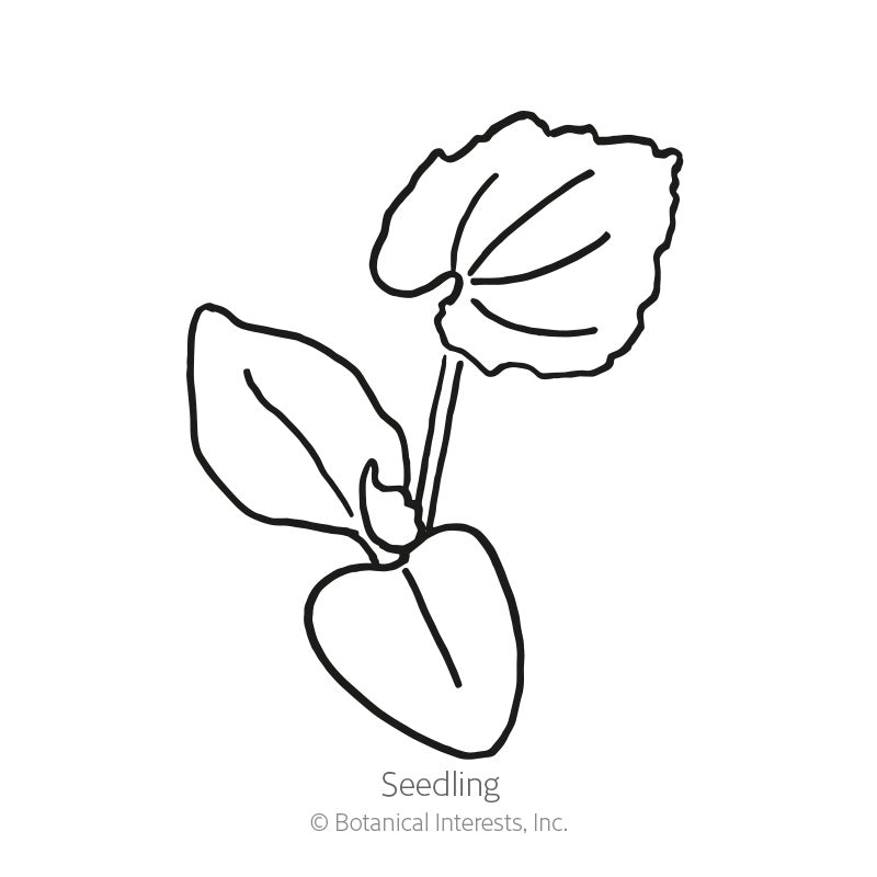 Line drawing of a young cucamelon seedling with two heart-shaped smooth cotyledon leaves and one larger toothed-edged true leaf, labeled 